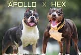 XL American Bully puppys