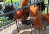 Bantam roosters
