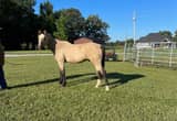 12 YO Grade Quarter Horse Gelding