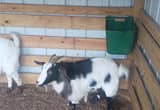 nice fancy fainting goat