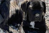 1 Female 1 Male Cane Corso