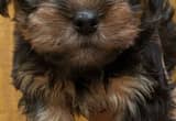 Yorkie