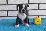 Blue Boston Terrier Puppies