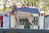 Coonhound and dog box