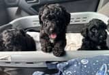 Toy Poodle puppies AKC registered