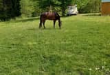 Gelded, Tennessee Walker