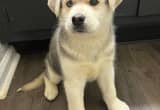 Siberian husky and golden retriever mix