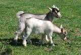 Pygmy Goat kids