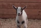 Pygmy Goat Doeling!