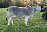 Brahman Heifer Gentle