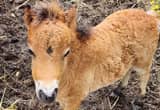 2 Mini Horses, Mare is also bred back.