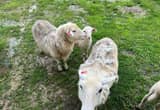 kathadin/ Dorper sheep for sale