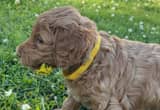 Goldendoodle pups for sale