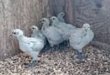 6 lavender orpington hen chicks