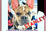 Please Help Us Get Stanley Home!