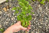 Organic Peppermint Plants