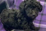 CKC Female Toy Poodle puppy $500 OBO