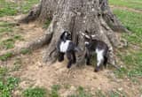 Cute Pygmy Goats
