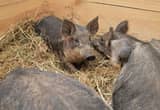 Mangalitsa Piglets