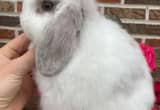 Broken Blue Tort Holland Lop Doe