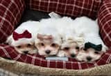 Pure-breed teacup Maltese puppies