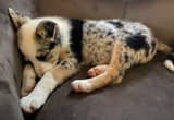 Merle Aussie Puppy