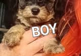 Chi-Poo Puppy 1 Boy