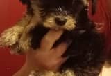 Chi-Poo Puppy 1 Boy