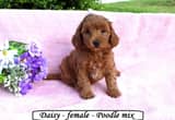 Friendly toy/ mini Poodle mix puppies