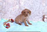 Toy Poodle mix puppies
