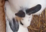 3 bunnies