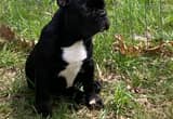 Akc Black Frenchie Fluffy Carrier