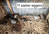 easter egger chicks