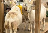 katahdin sheep and lambs