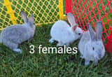 New Zealand Rabbits (10 weeks)