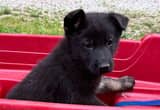 AKC German shepherd Girl Pup