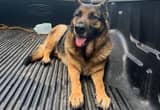 Rehoming Female German Shepherd