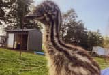 Female emu chick for trade
