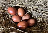 Hatching Eggs: chicken and turkey