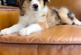 australian shepherd