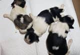 Shih Tzu puppies ready to go home June