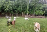 Kiko/ Boer goats