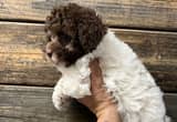 Toy Poodle Girl