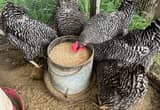 5 Barred Rock laying hens (1 yr old)