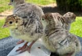Turkey Poults/ Chicks