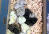 20 silkie chicks
