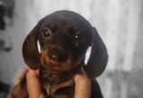 Mothers Day Dachshund puppy READY NOW