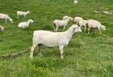 Registered White Dorper Ewes