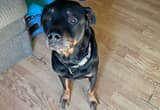 8 yr full blood Rotty free to good home