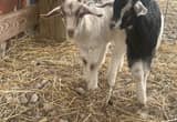 2 weaned goats